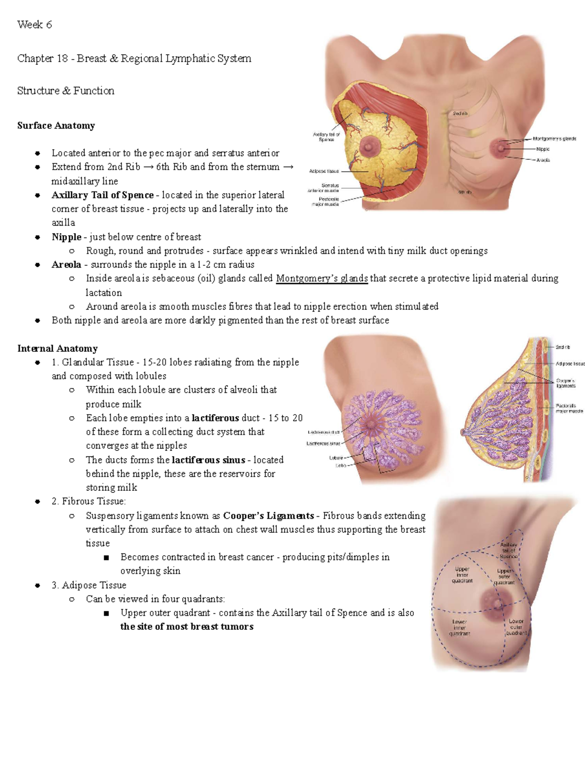 Week 6 Chapter 18: Breast Anatomy and Lymphatic System Overview - Studocu