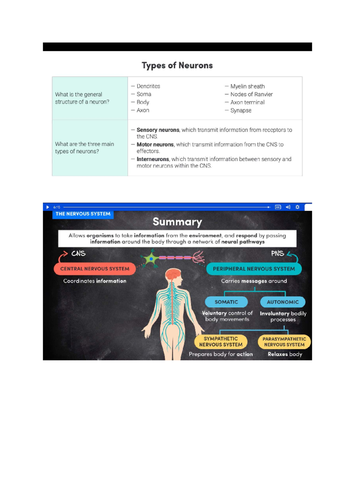 Note 2 - The Nervous System & Types of Neurons - Studocu