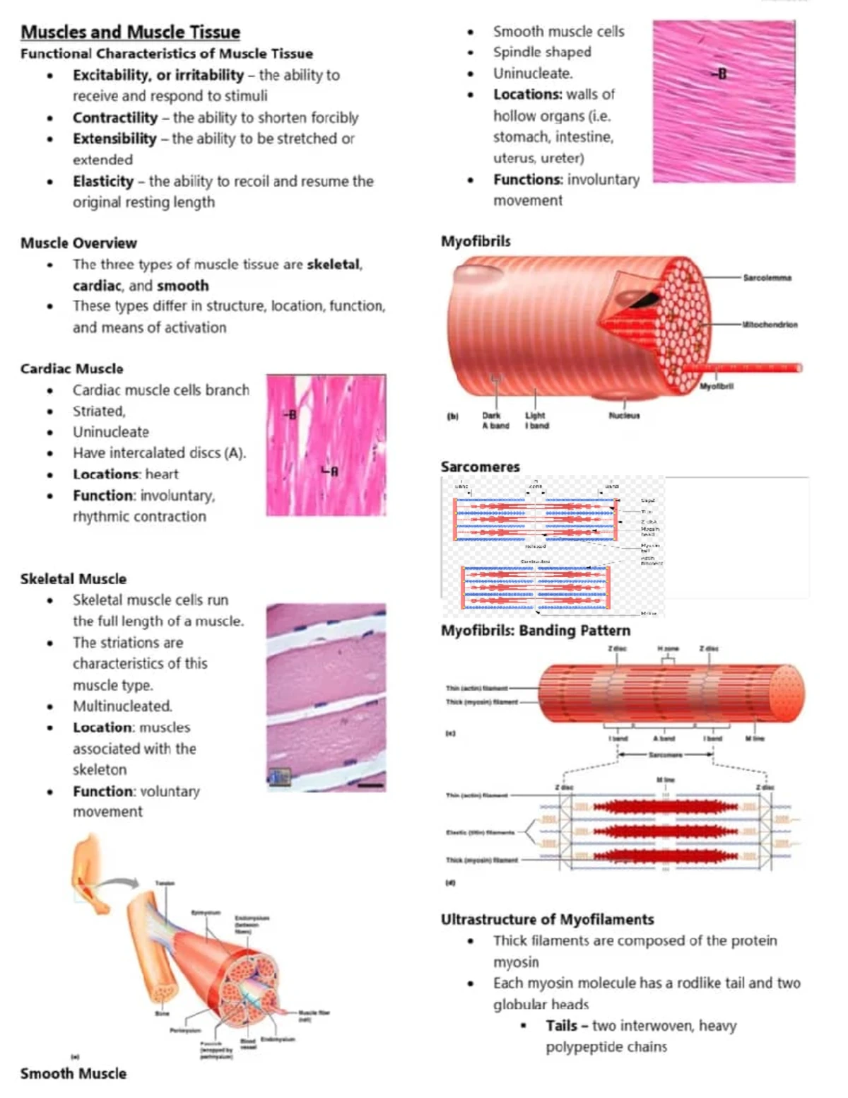 Histopathology of Hyperplasia and Atrophy: Insights and Mechanisms ...