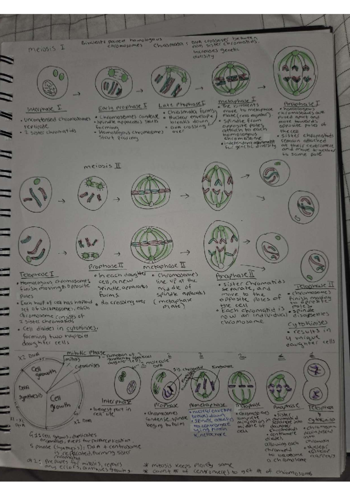 Meiosis and Mitosis Cheat Sheet: Key Processes and Stages - Studocu