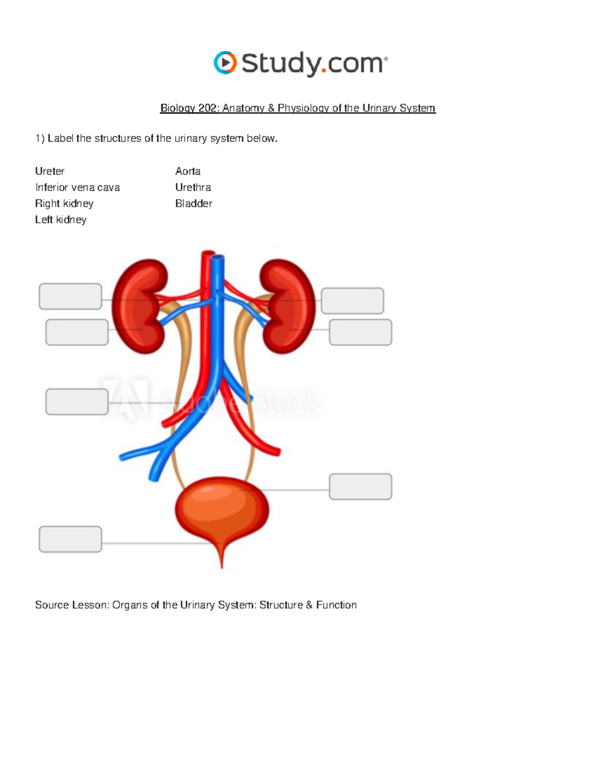 Biology 202: Urinary System Anatomy & Functions - Study Guide - Studocu