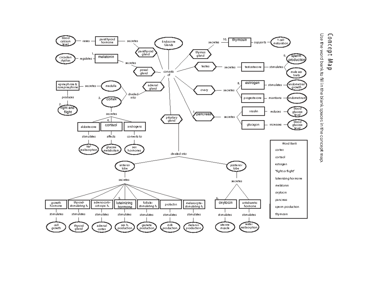 AP2 Lab18-Concept Map - concept map - Concept Map Use the word bank to ...