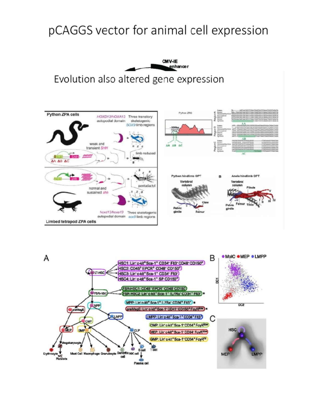 Cell Bio Chap 8 - Enhancer Evolution and Gene Expression Analysis - Studocu