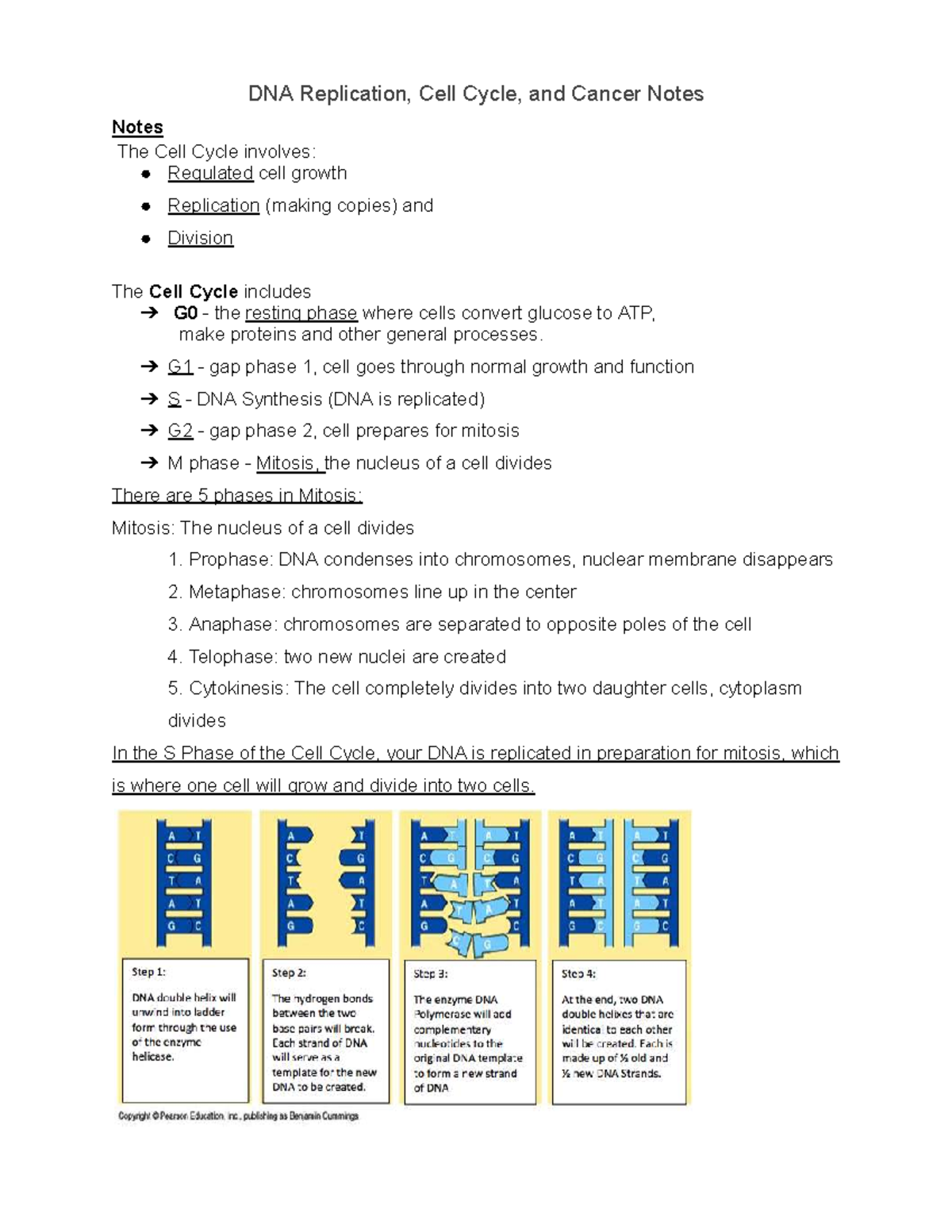Cell Cycle & DNA Replication Notes - ESDFCHGVJBKLNM - Studocu