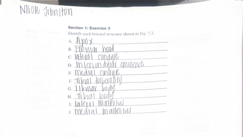 Lower Extremity Worksheet 2: Anatomy and Pathology Exercises - Studocu