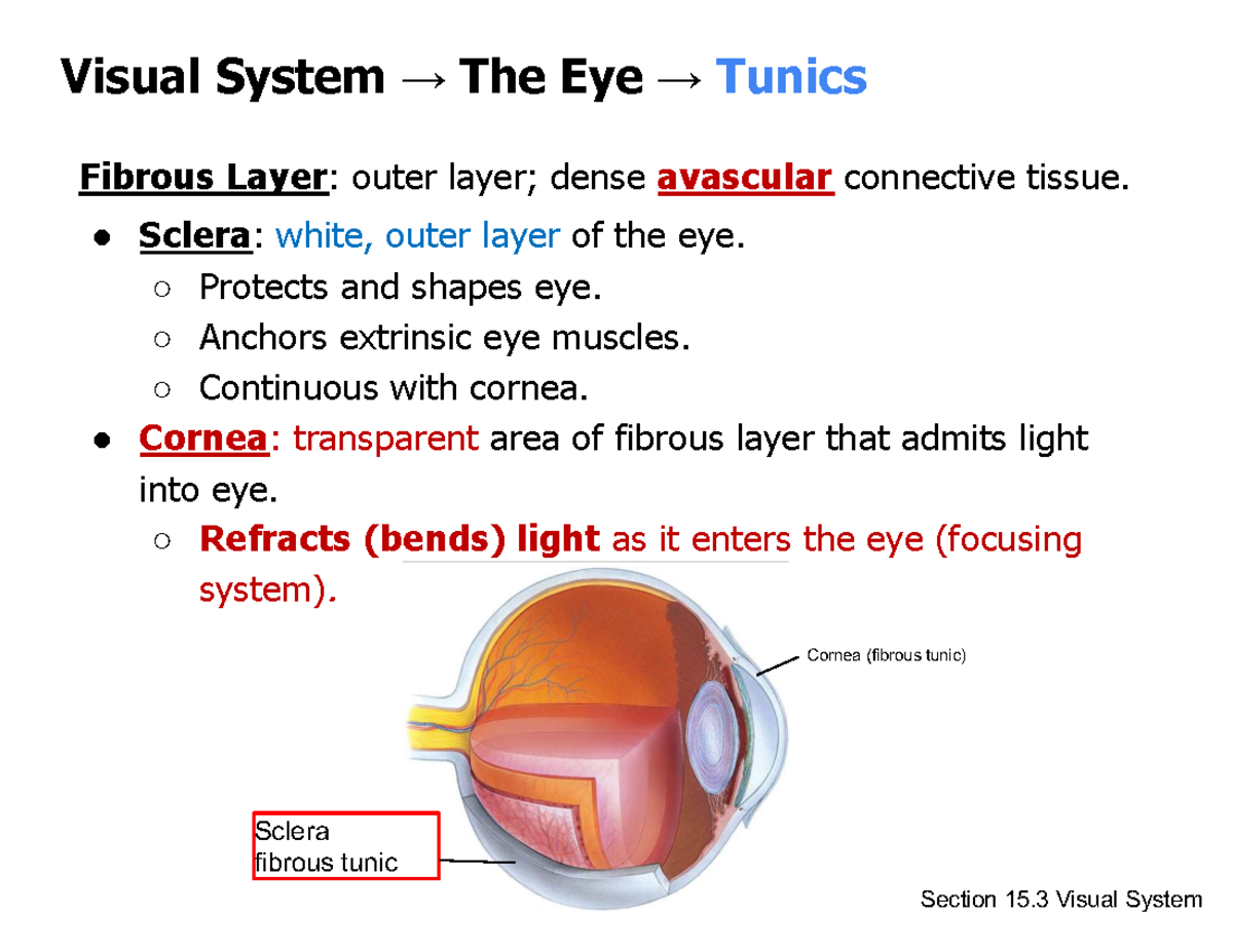 Ciliary Body: Wikipedia Overview