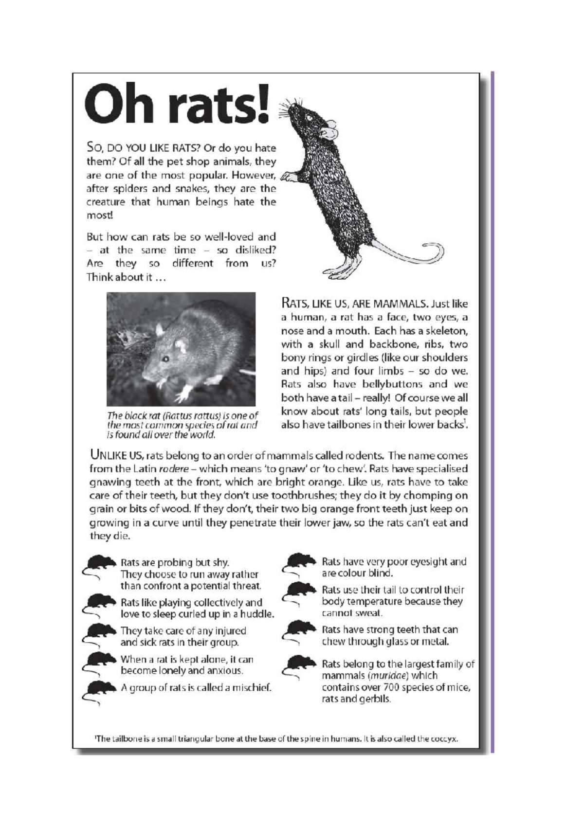 Rats: A Comparative Study of Their Traits and Human Perceptions - Studocu