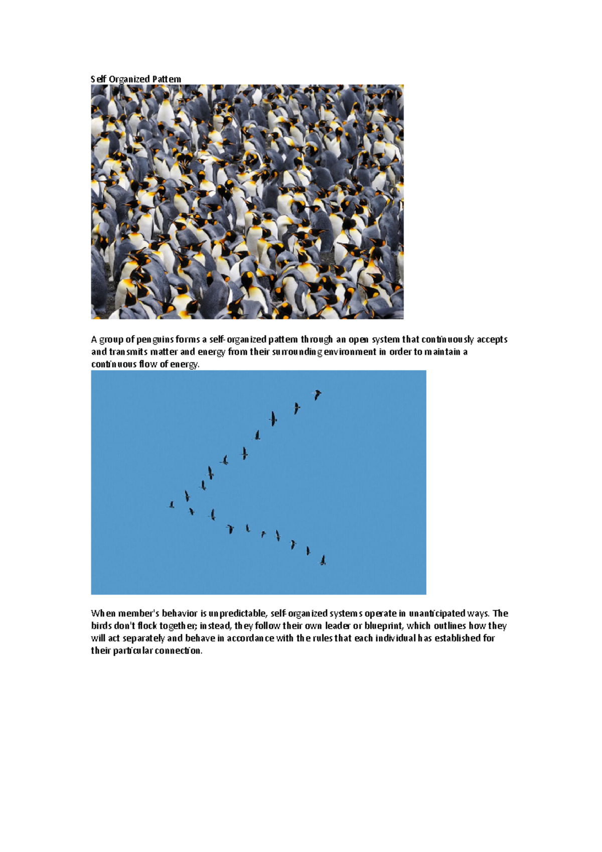 Self Organized Patterns in Nature: Penguins, Fish & Ants - Studocu
