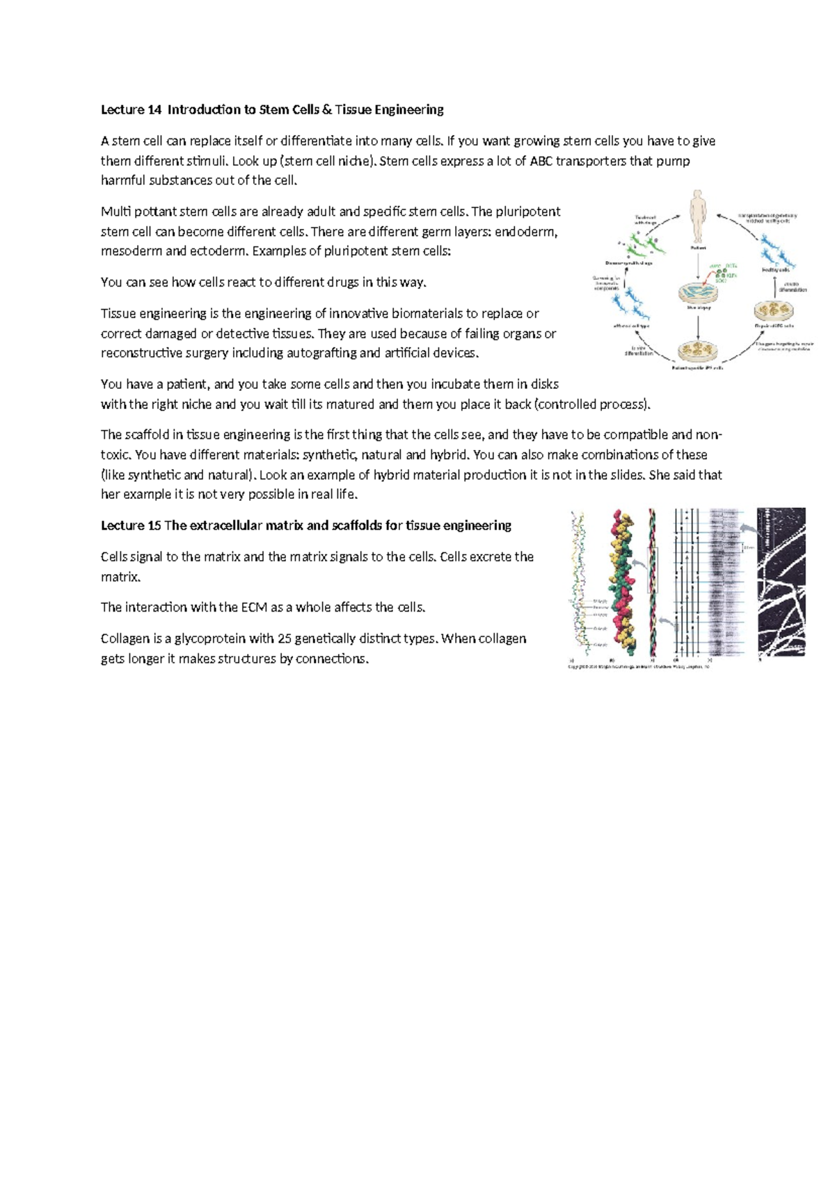 Lecture 14: Introduction to Stem Cells & Tissue Engineering (BIOL 101 ...