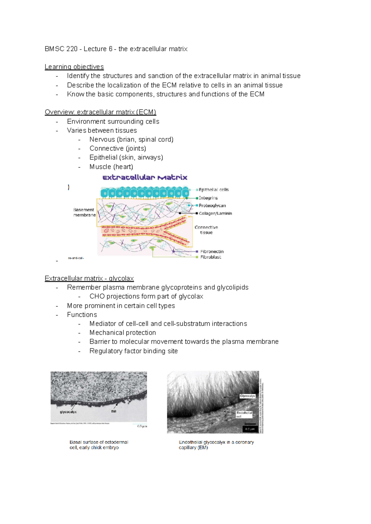 BMSC 220 - Lecture 6: Understanding the Extracellular Matrix Functions ...