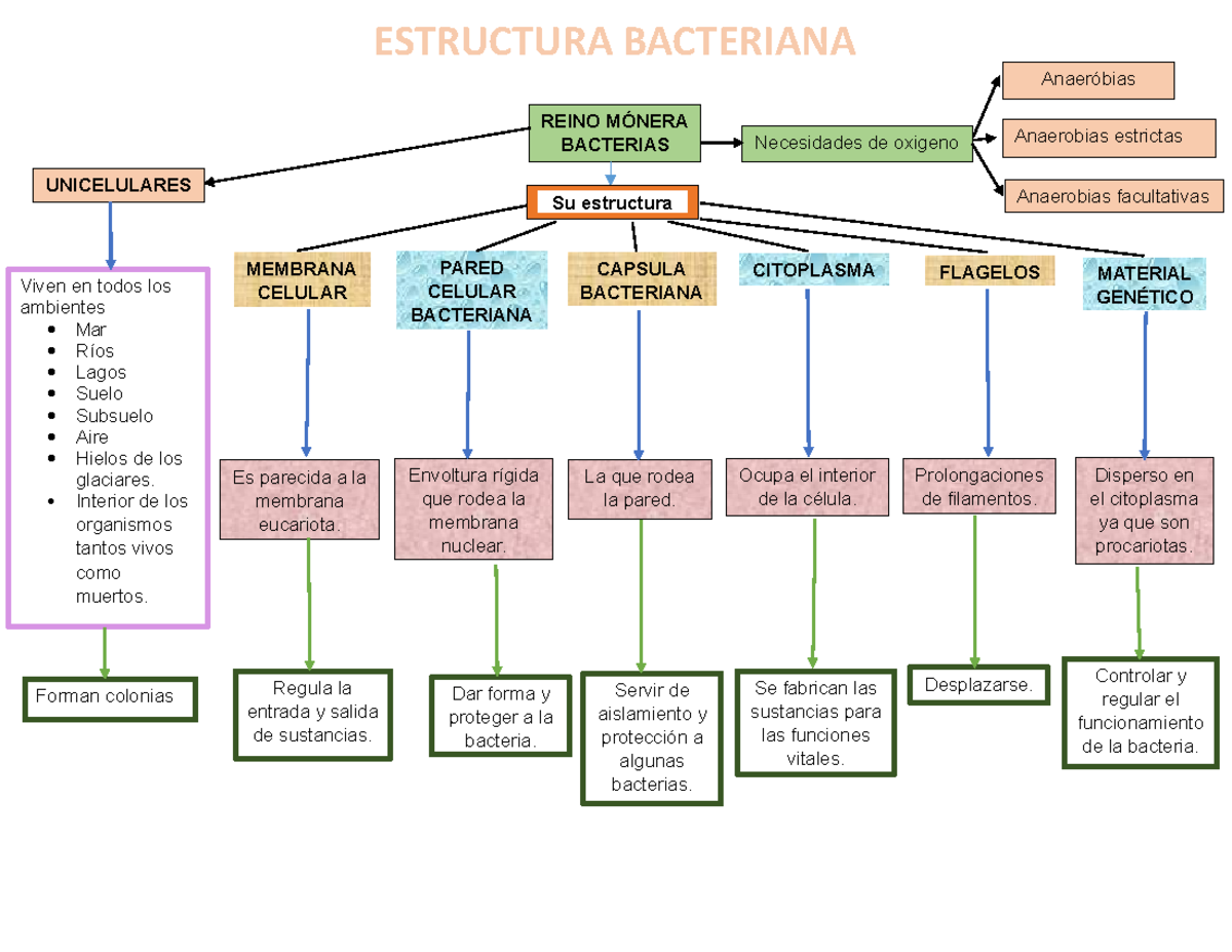 Estructura y Crecimiento Bacteriano en el Reino Mónera - Studocu