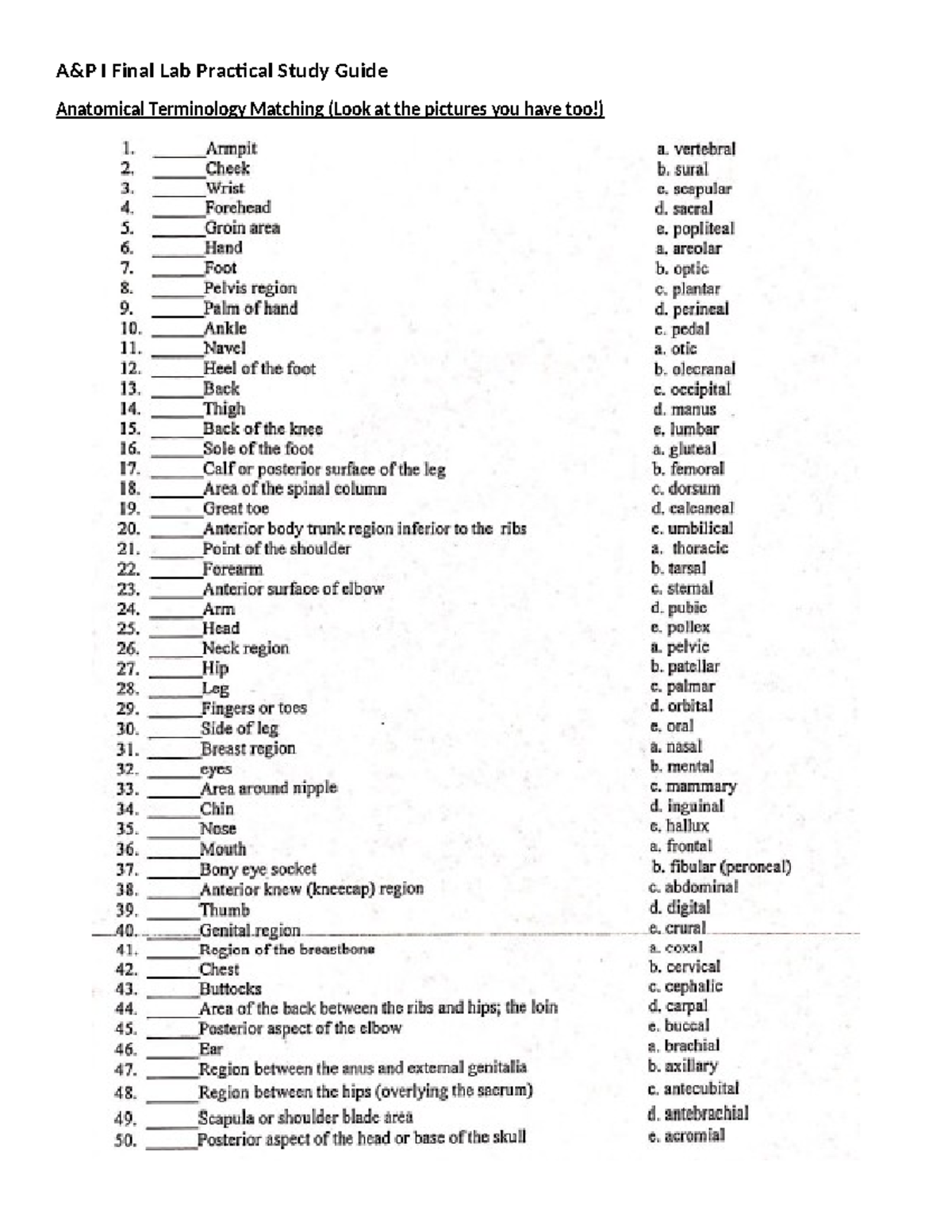 A&P I Final Lab Practical Study Guide: Anatomical Terminology & Tissues ...