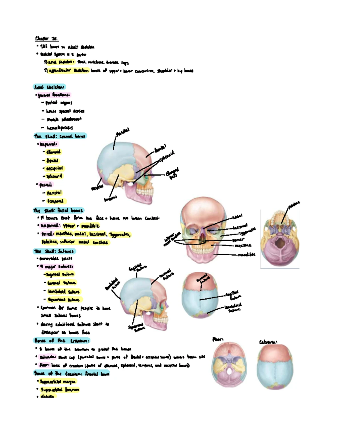 Labeled Models for Lab Exam 3: Heart, Brain, and Body Systems - Studocu