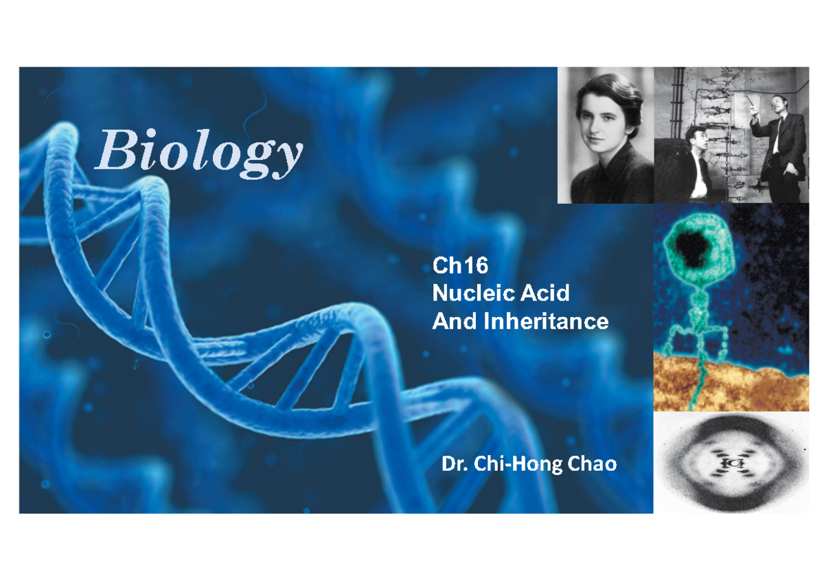 Biology Ch16-17 - Lecture Notes on Nucleic Acids and Inheritance - Studocu