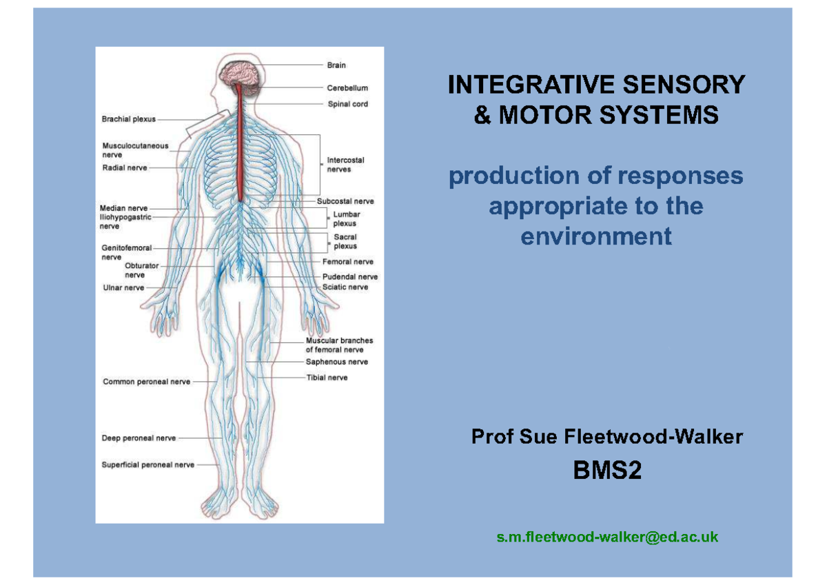 Integrative Sensory and Motor Systems: BMS2 Lecture Notes - INTEGRATIVE ...