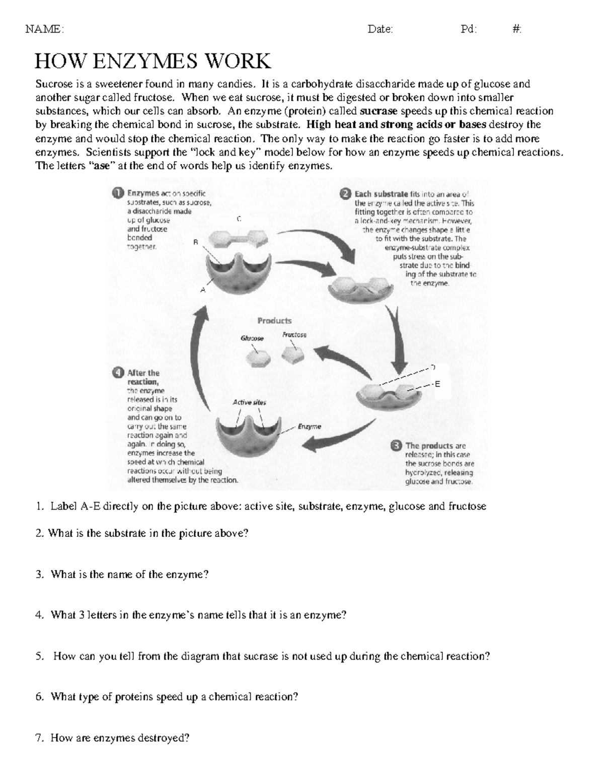 How Enzymes Work Worksheet