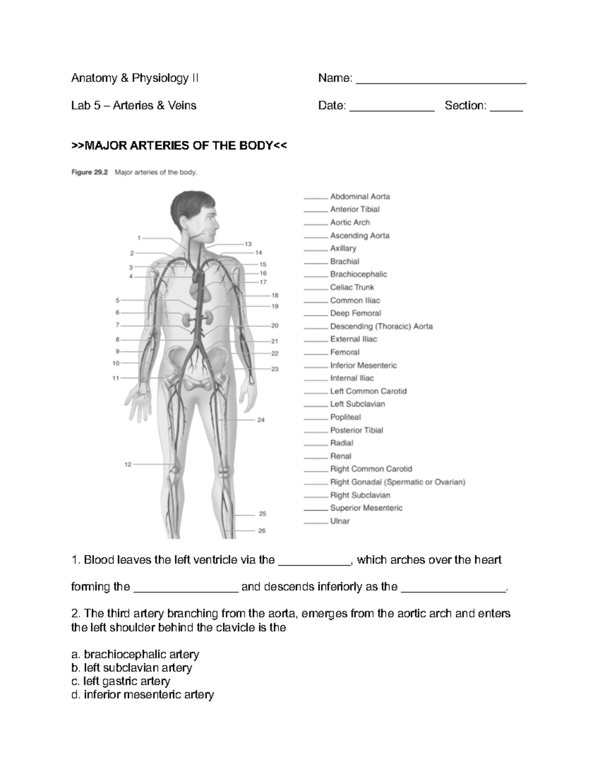 AP2 - Lab 5: Arteries & Veins Study Guide and Handout - Studocu