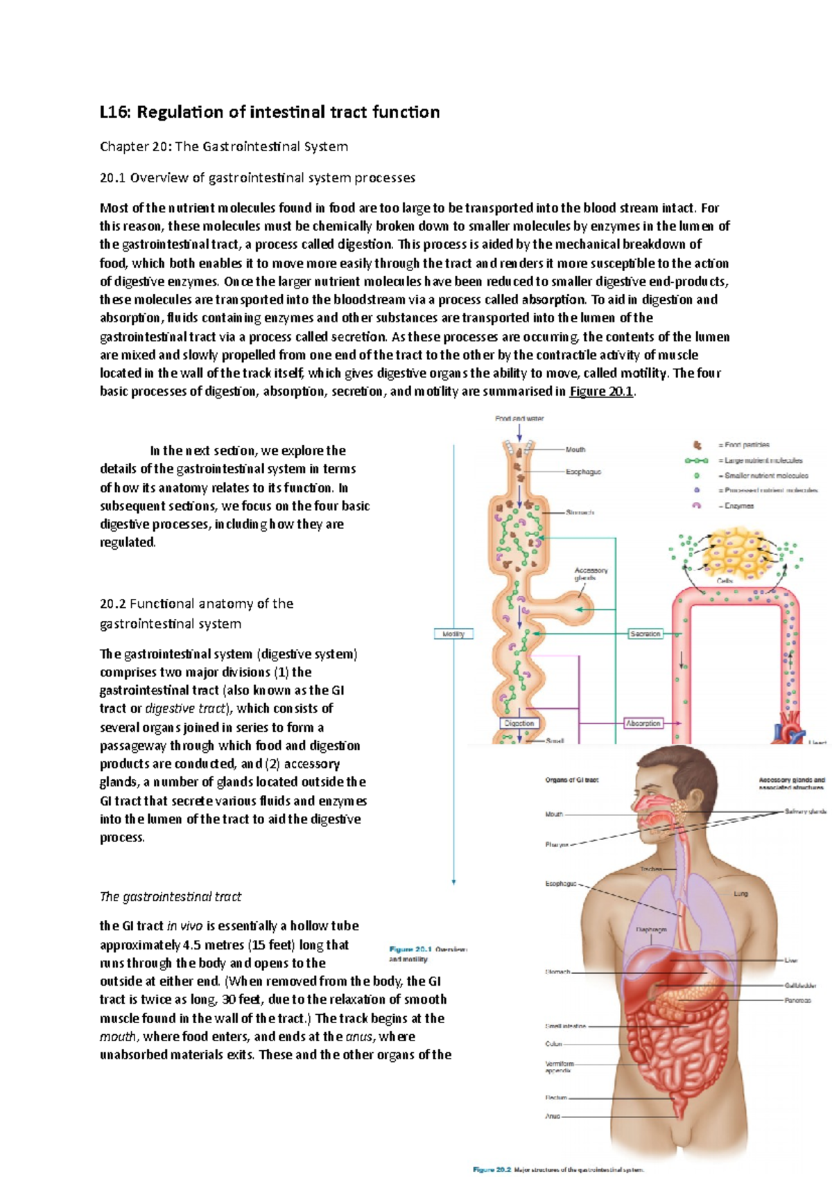 Lecture 16 - Regulation of Intestinal Tract Function (Gastrointestinal ...