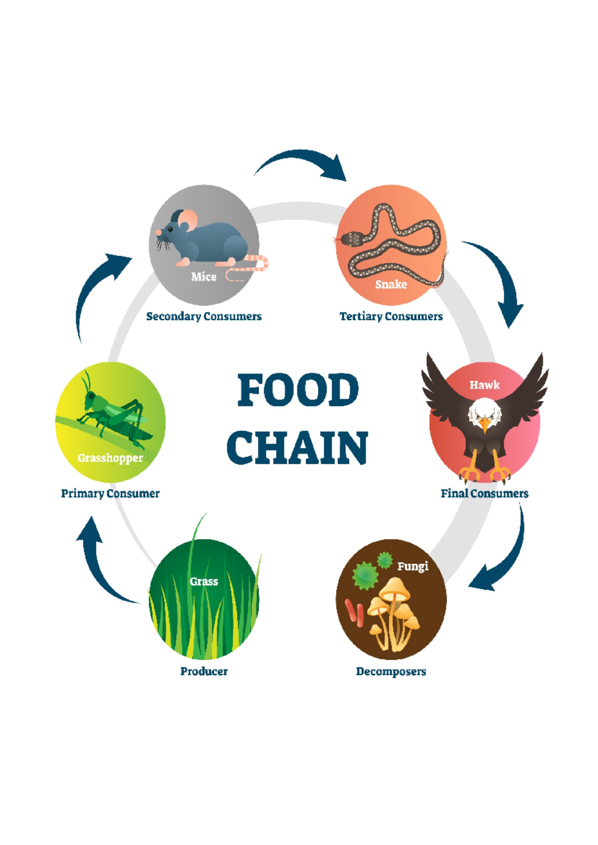 FOOD Chain AND FOOD WEB - Nothing. - Mice Snake Secondary Consumers ...
