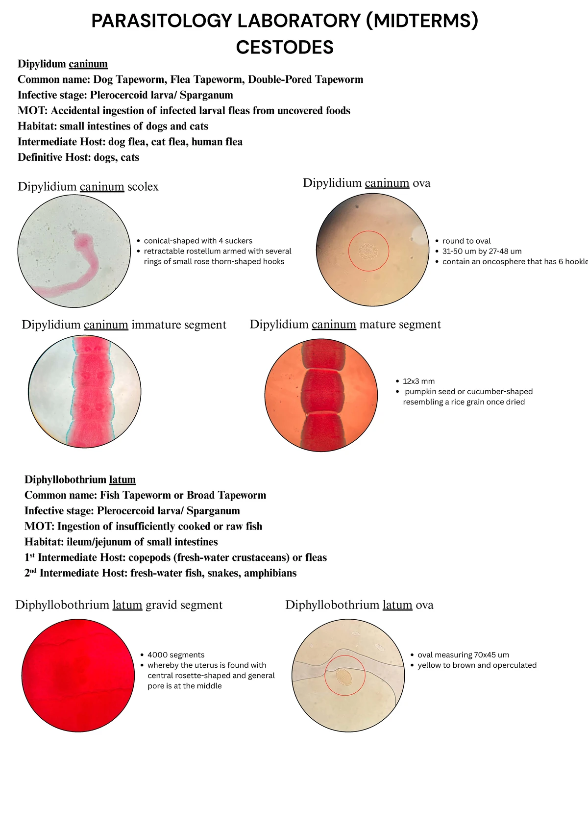 Parasitology Lab Midterm Notes: Cestodes Overview - Studocu