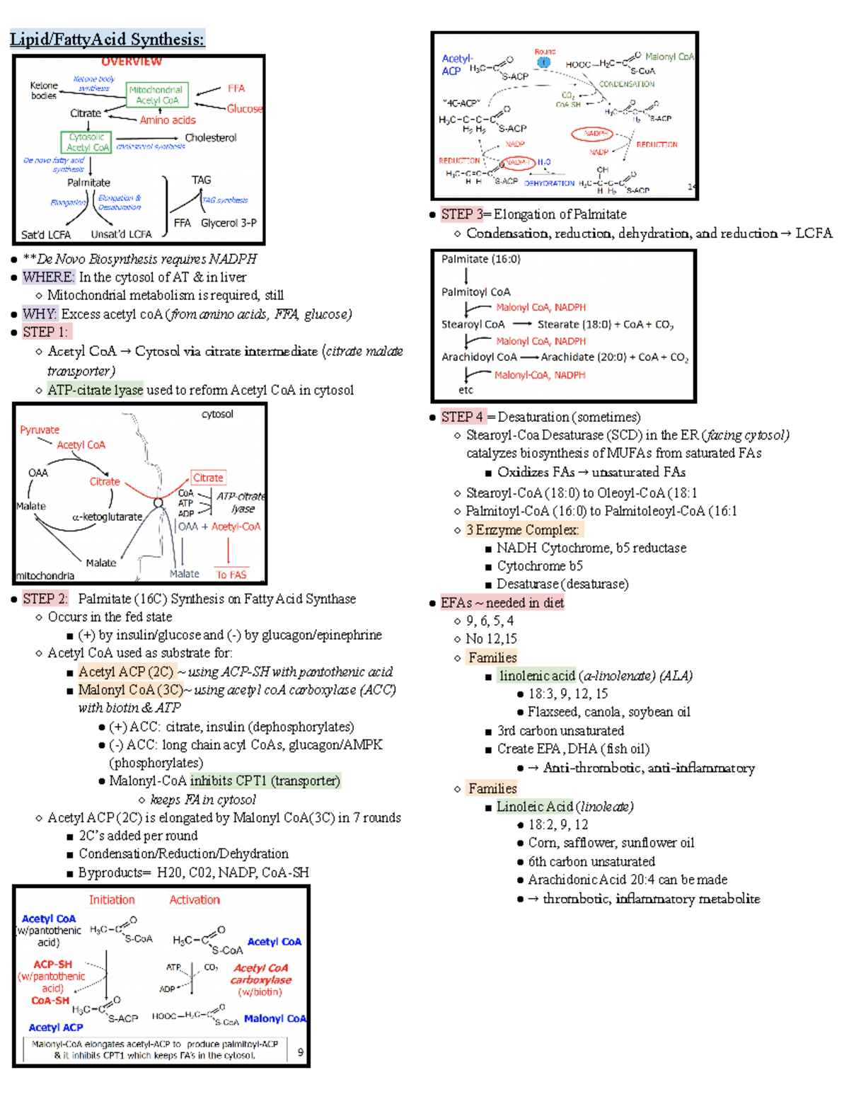 UNIT 3 NST103 - MT3 Lipid, Ketone, and AA Metabolism Study Notes - Studocu