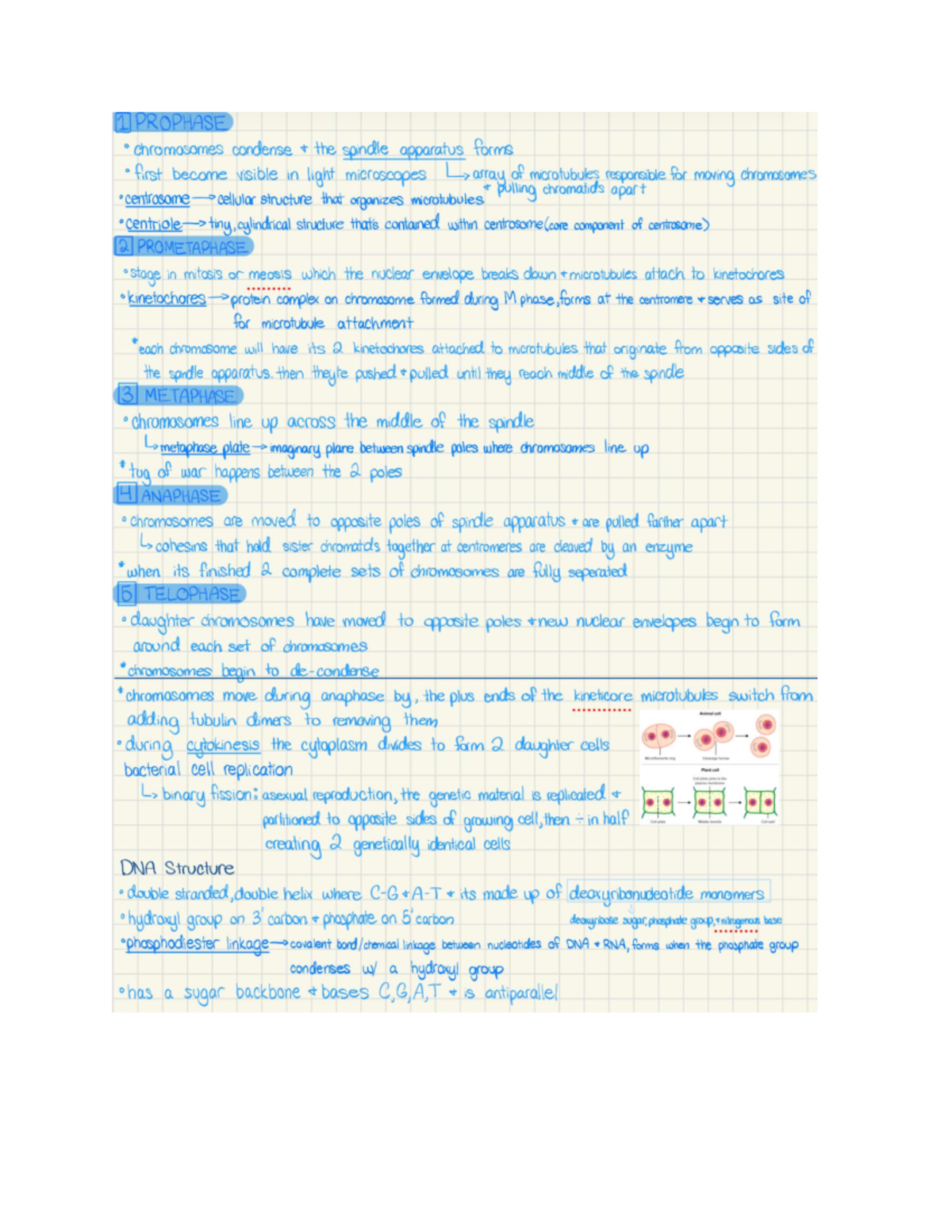 Document 19 - Lecture Notes on Mitosis and DNA Structure - Studocu