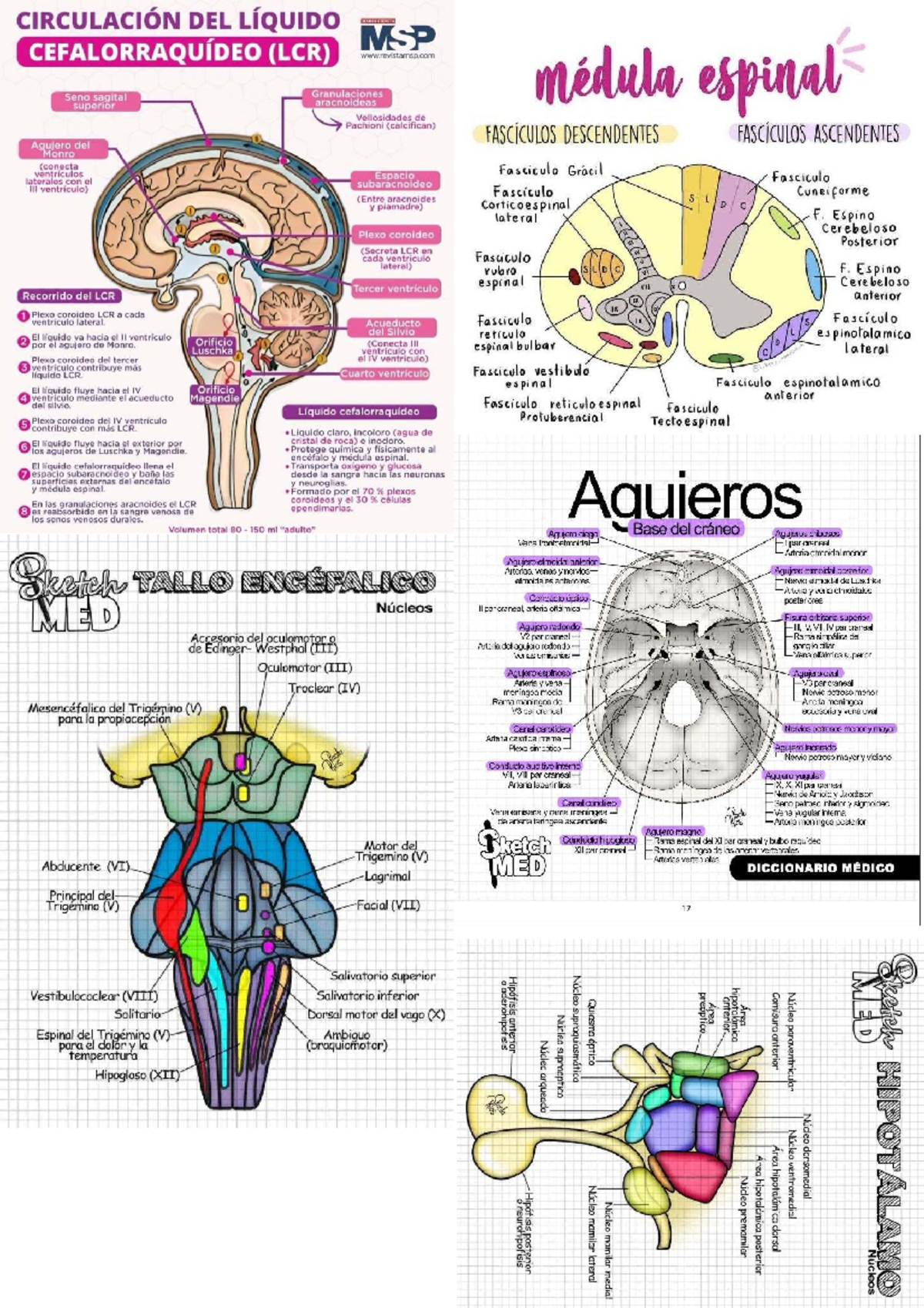 CIRCULACIÓN DEL LCR: Anatomía y Funciones - MSP - Studocu