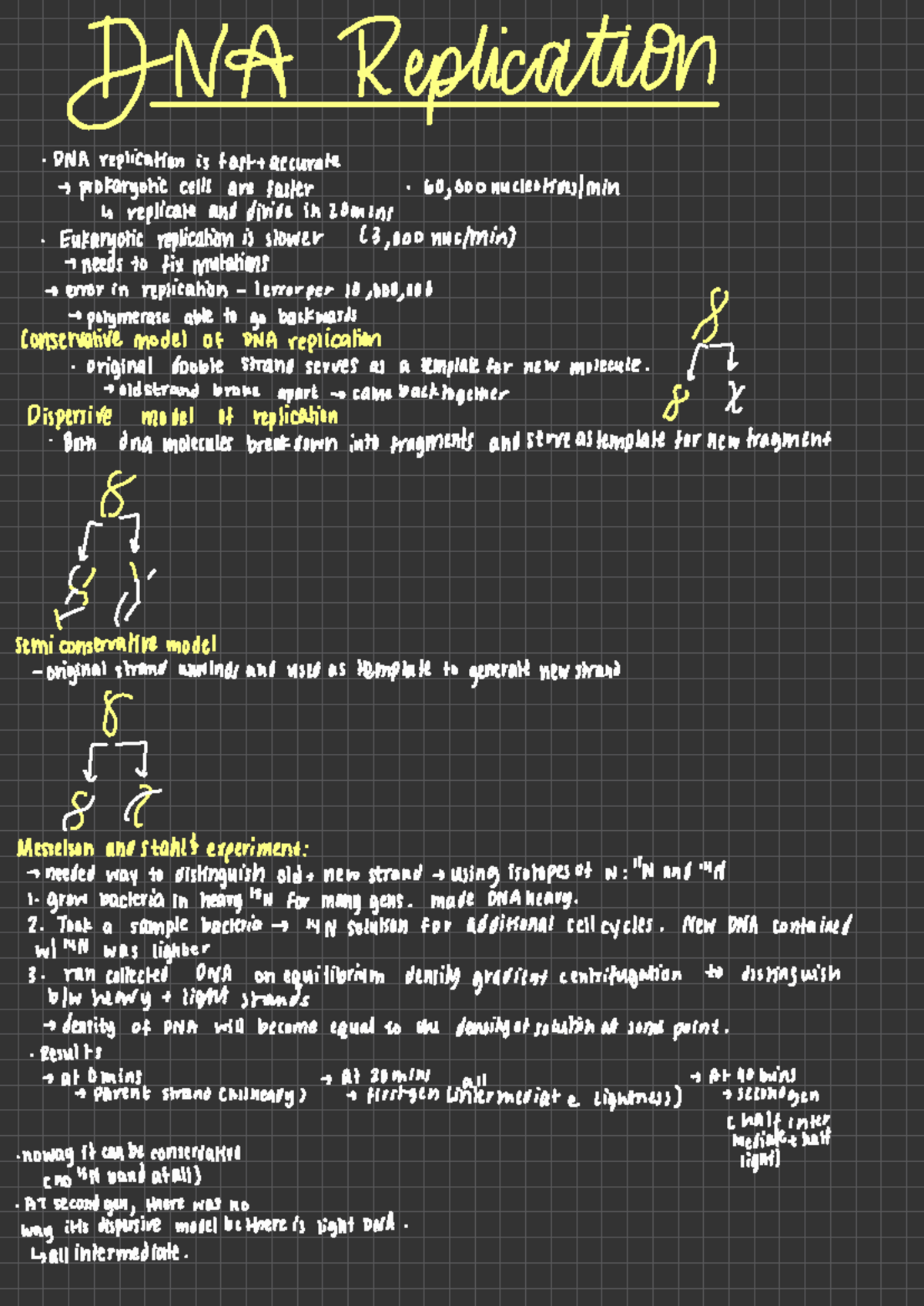 DNA Replication - bio - DNA Replication DNA replication is fast ...
