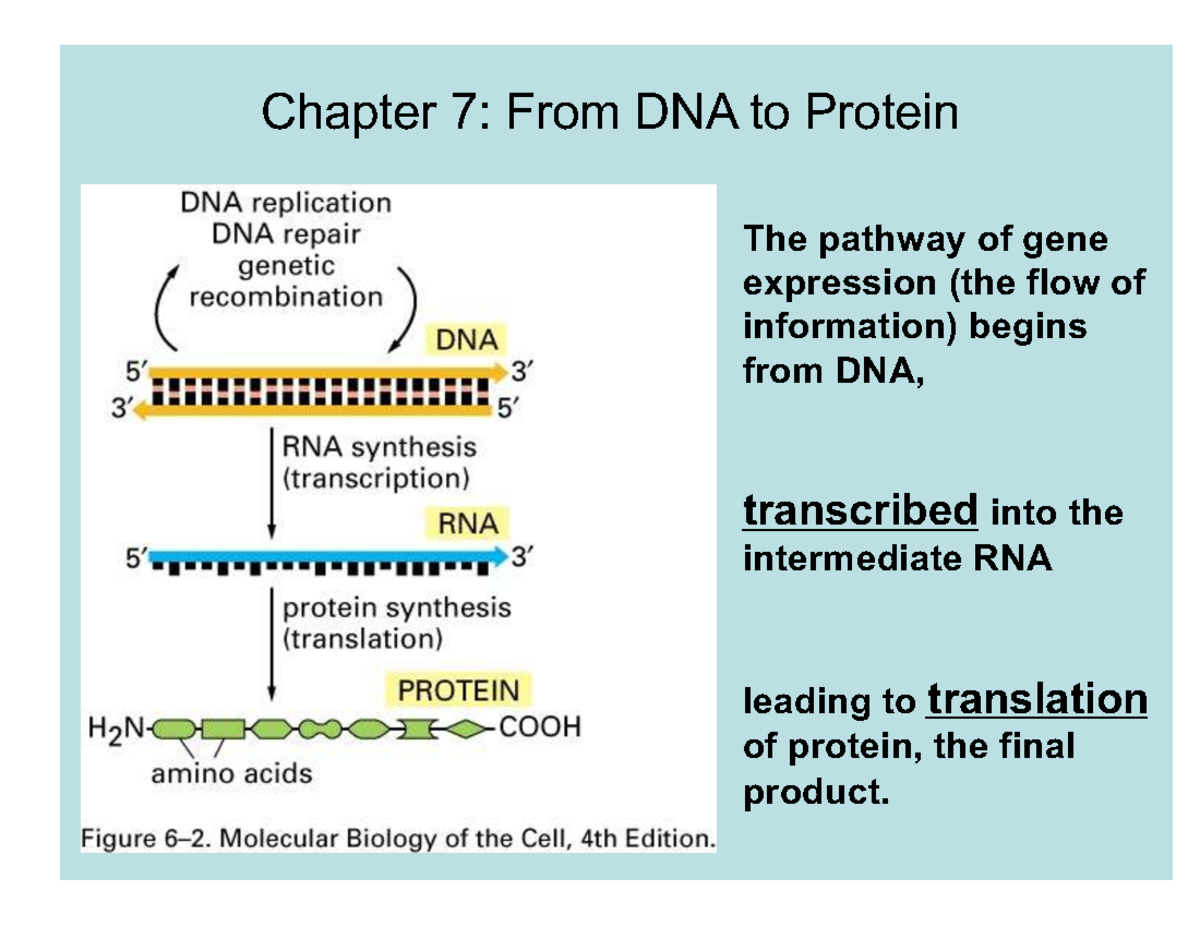 Chapter 7: Gene Expression Pathway - Transcription & Translation - Studocu