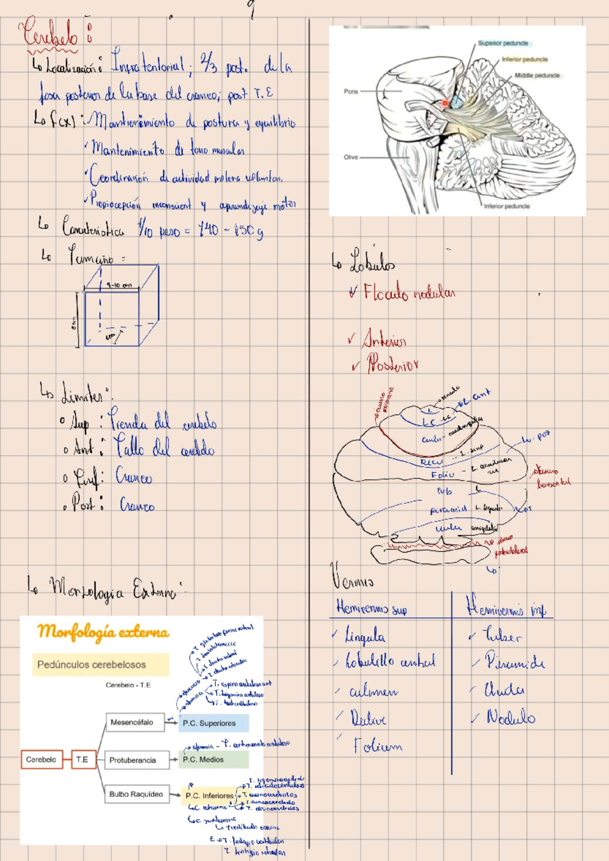 MWI 260409: Cerebellar Anatomy and Functions Notes - Studocu