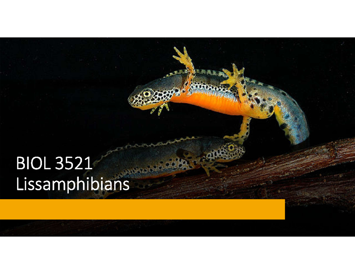 BIOL 3521 Lecture Notes: Diversity and Reproduction of Lissamphibia ...