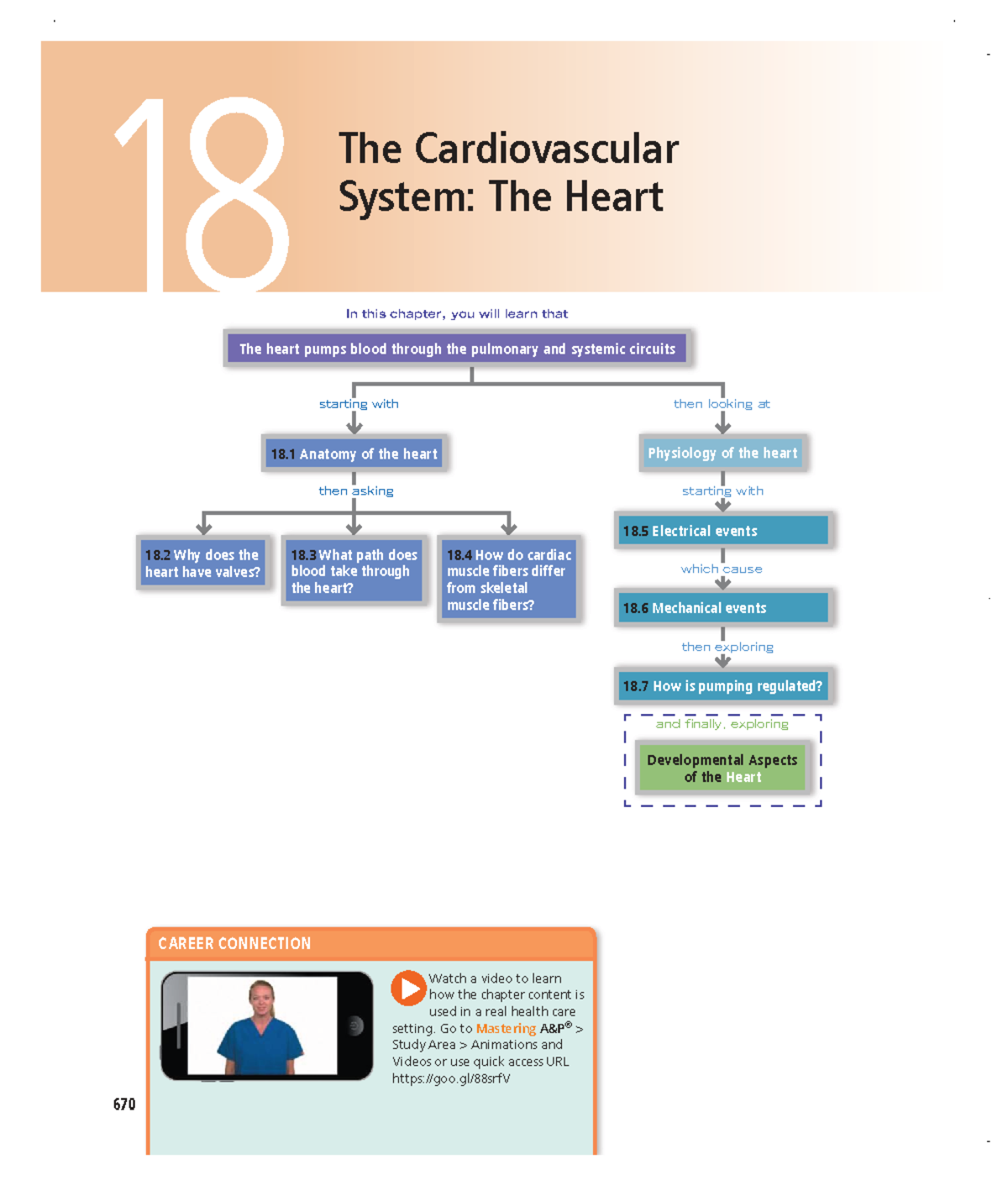 18. Cardiovascular System: The Heart - Anatomy & Physiology Insights ...