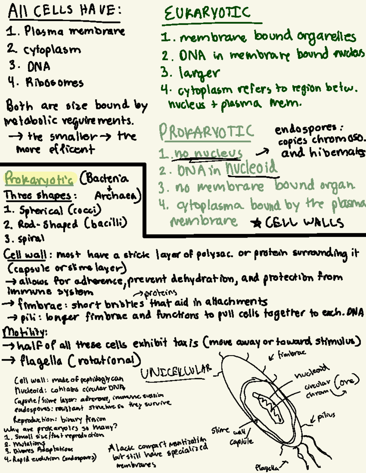 Study Guide: Zoo 101 - Lecture Notes on Eukaryotic and Prokaryotic ...
