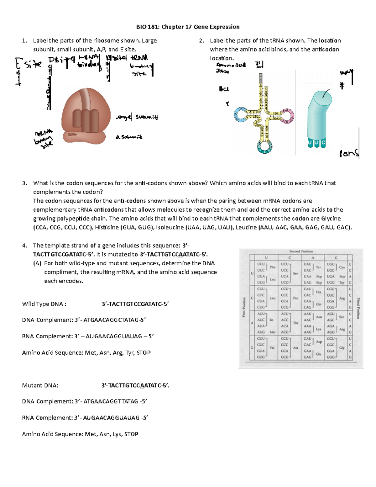 Week 13 Chapter 17 participation sheet - BIO 181: Chapter 17 Gene ...