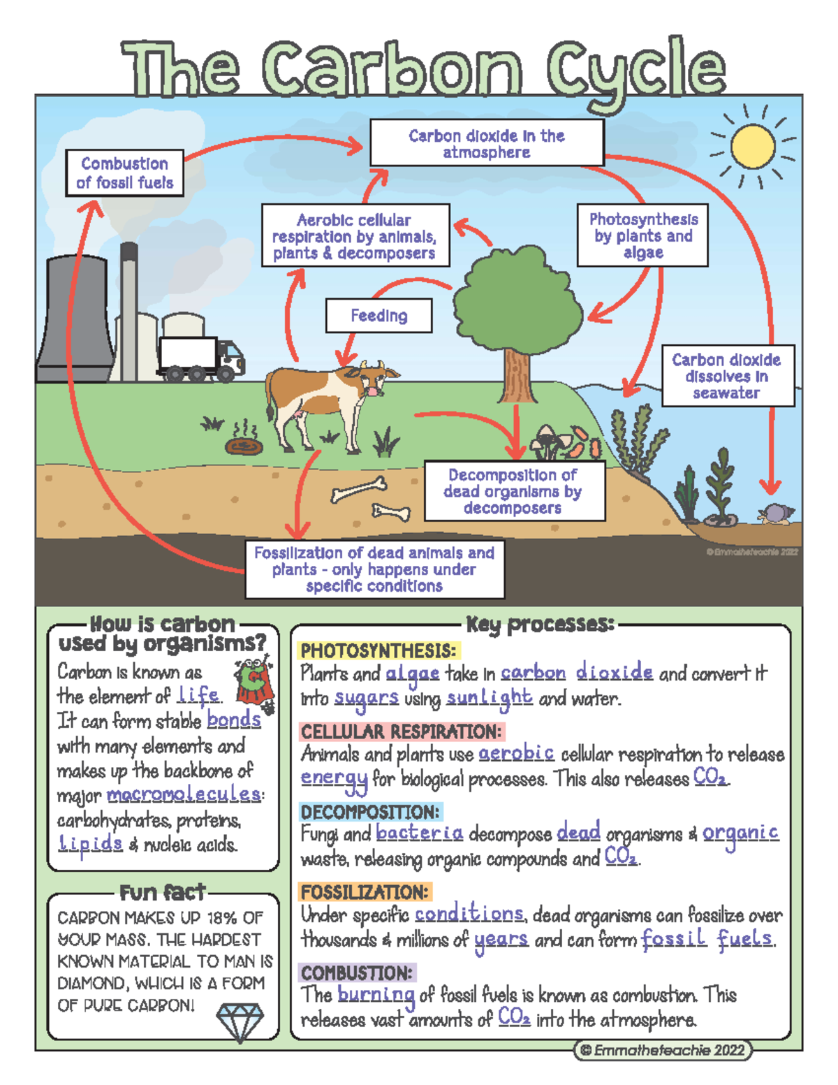 Notes+-+Carbon+Cycle - The Carbon Cycle Carbon dioxide in the ...