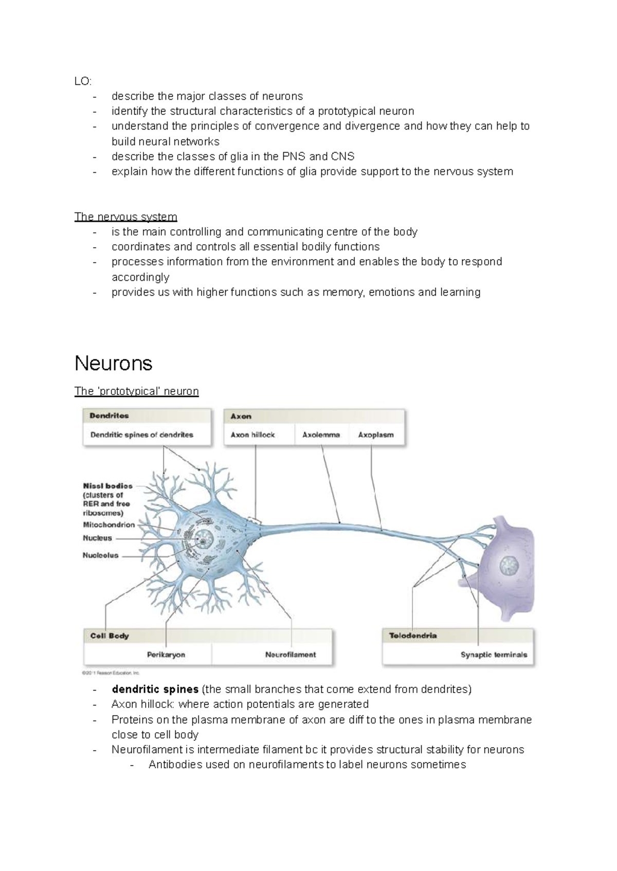 4BBY1030 Cell Bio & Neurosci: Neurons and Glial Cells Overview - Studocu