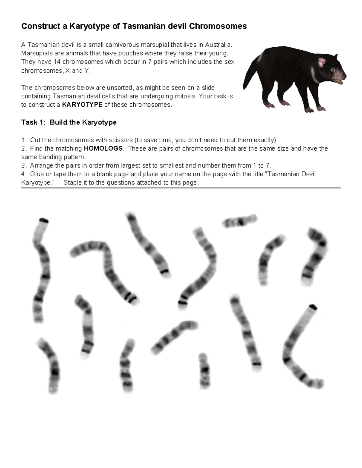 Karyotype Construction of Tasmanian Devil (BIOL 101) - Studocu