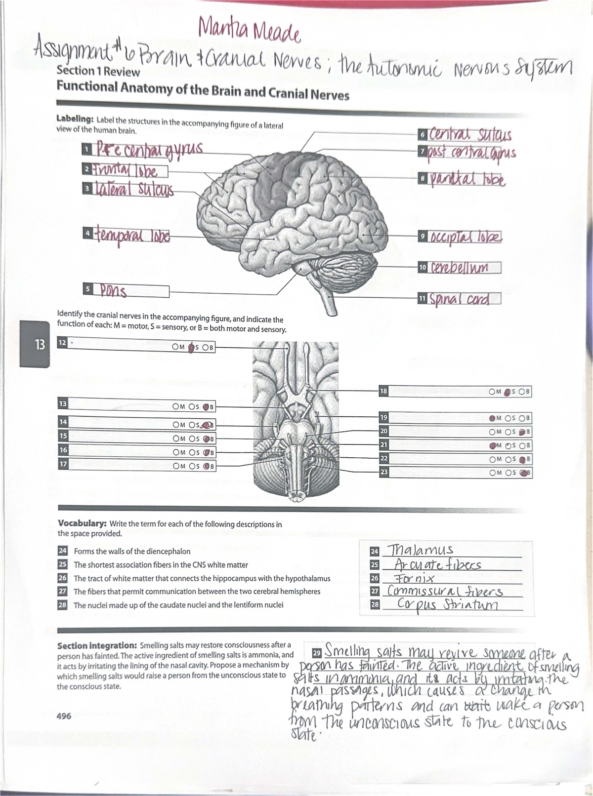 Cranial Nerves & Brain Anatomy Review - Assignment #6 - Studocu