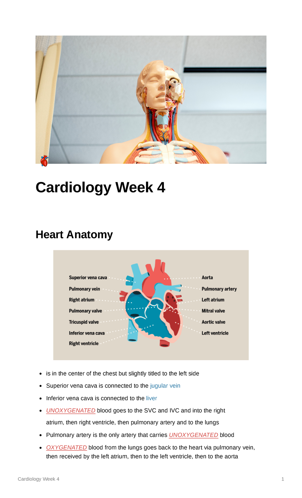 Cardiology Week 4 Lecture Notes: Heart Anatomy & Failure Insights - Studocu