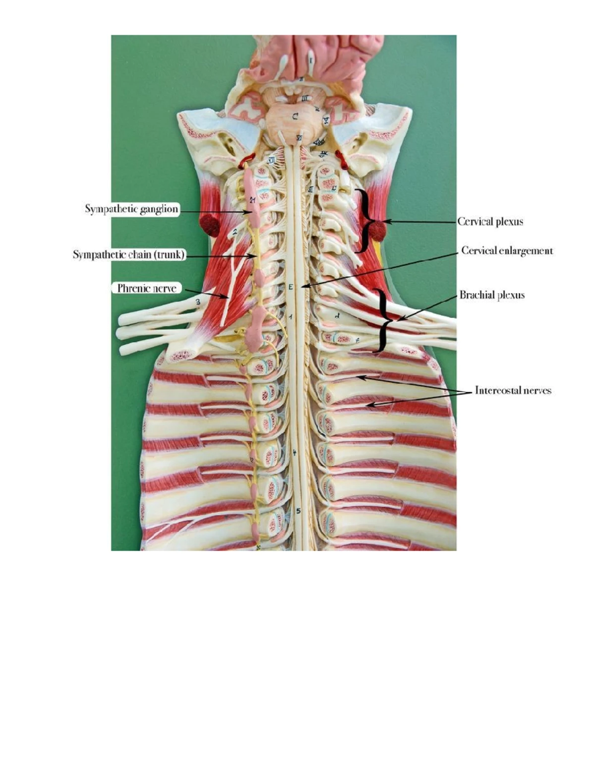 解剖学 1 Anatomy 1 Lab 1 Spinal cord model enlarged - SCB 204 - Studocu