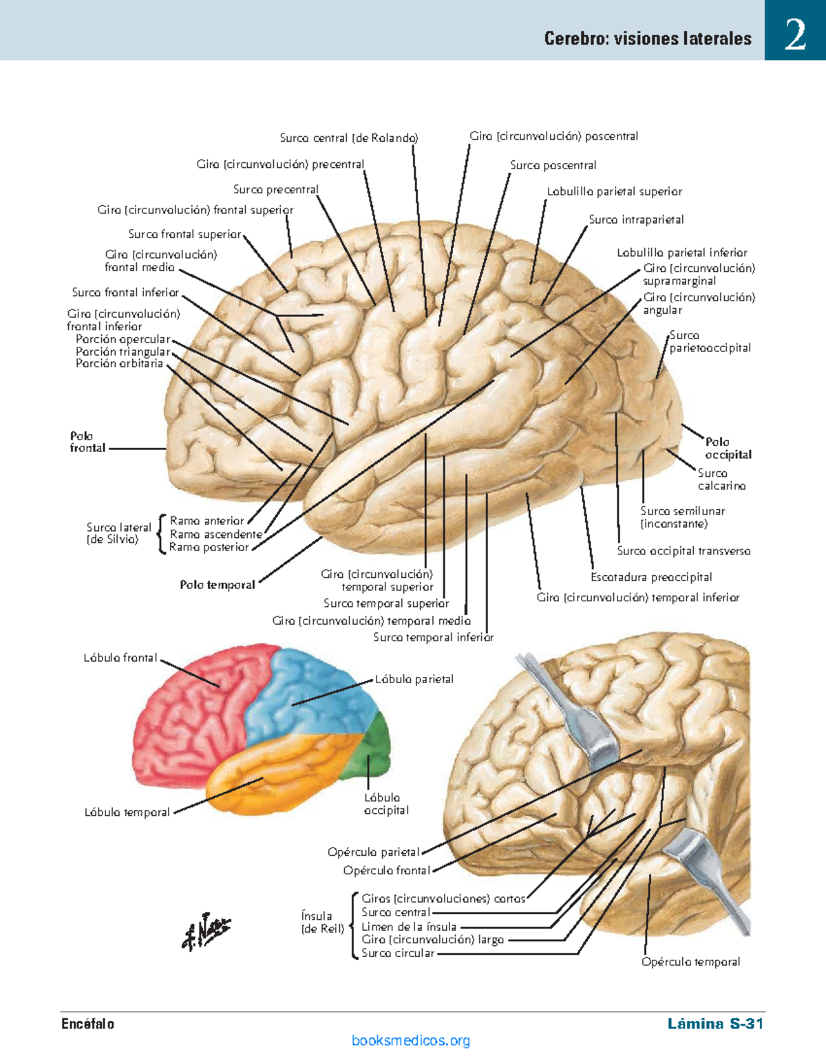 Neuroanatomía: Estructuras Cerebrales y Surcos (Final) - Studocu