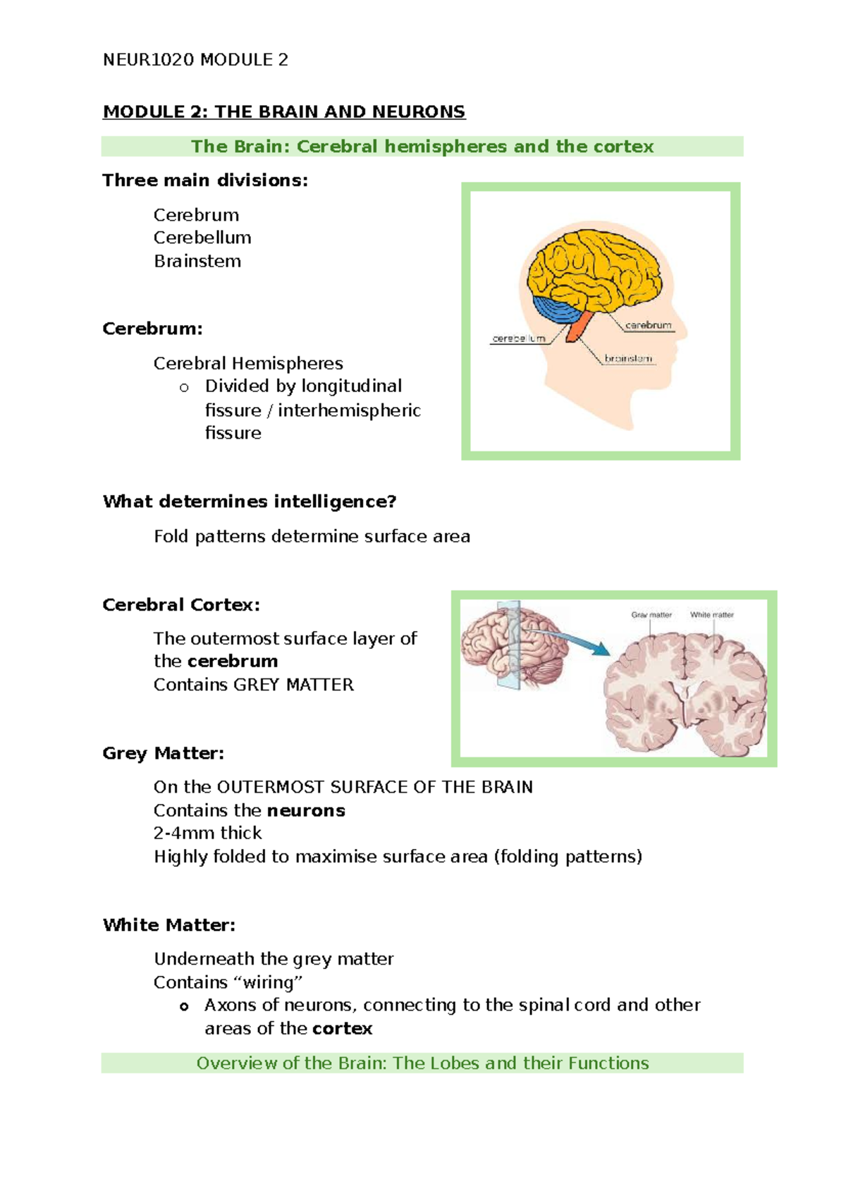 Neur1020 Module 2 The Brain Neurons And Their Functions Studocu