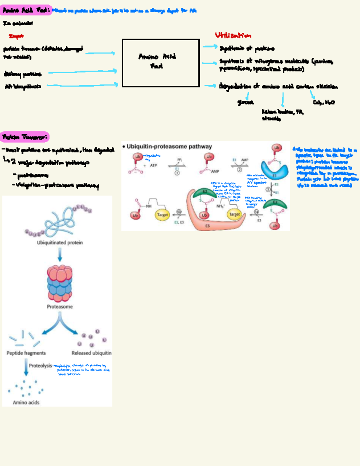 230 Final Exam Summary: Amino Acid Metabolism and Urea Cycle - Studocu