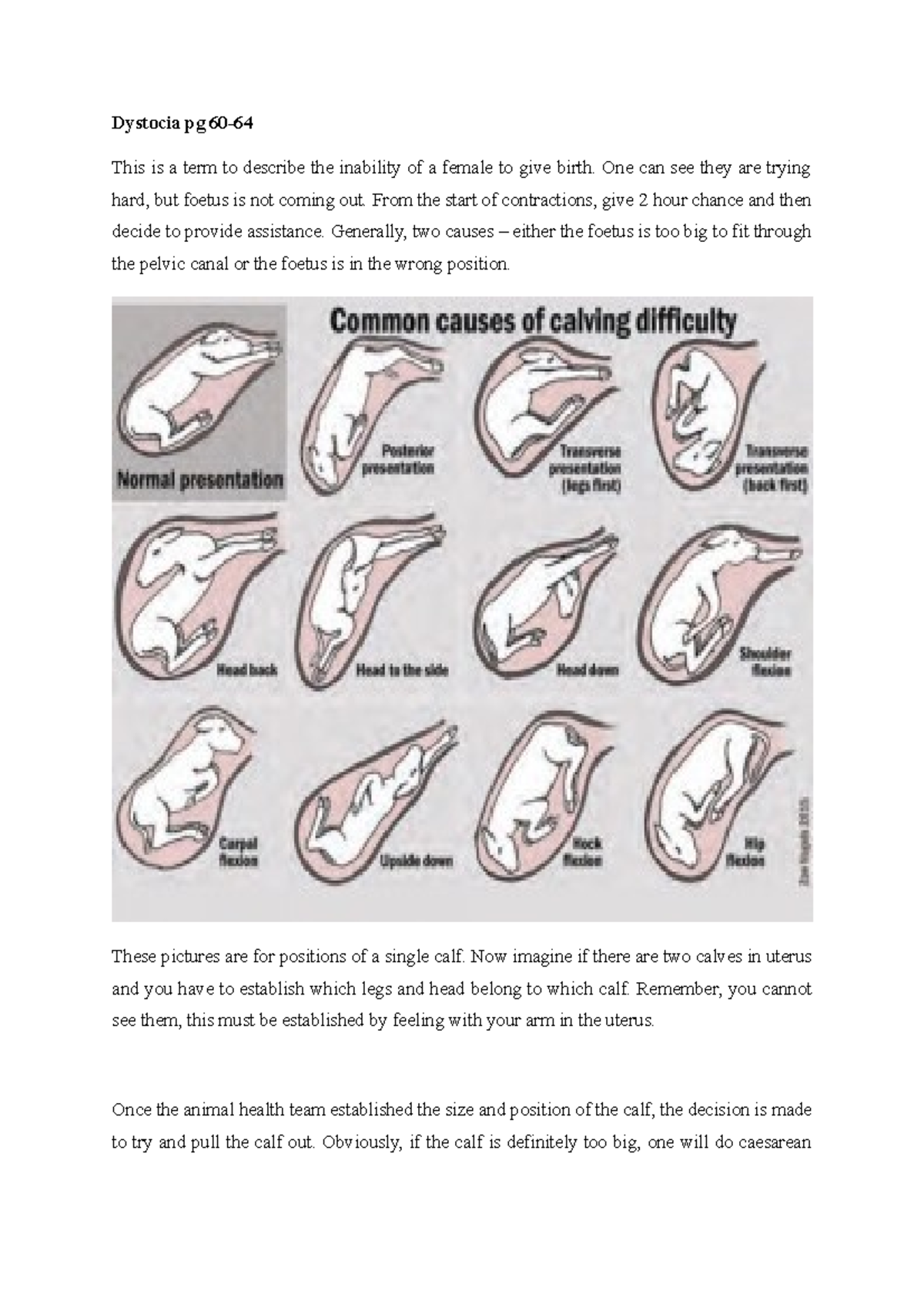 Calf Birthing Positions