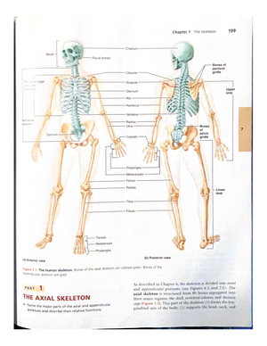解剖学 1 Anatomy 1 解剖学 1 Anatomy 1 A&P 1 lab Exercise 1 - Lab worksheet