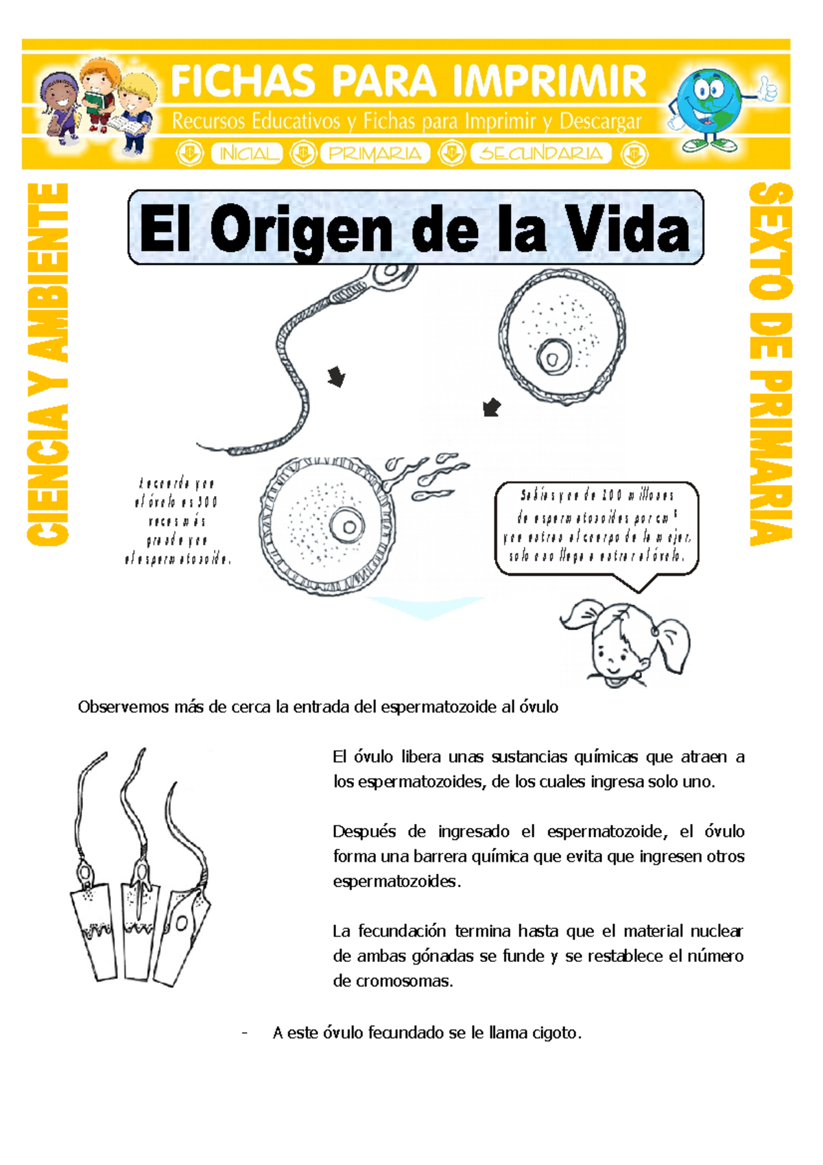 Ficha El Origen de la Vida para Sexto de Primaria - R e c u e r d a q u ...