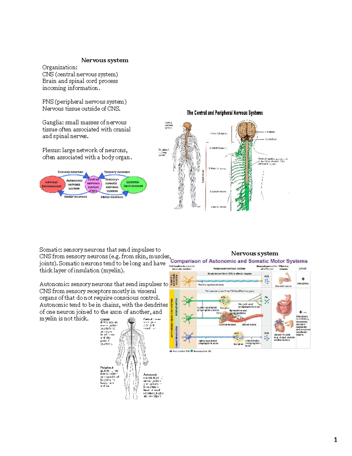 Nervous System Overview Notes for ANATOMY 101 Lecture - Organization ...