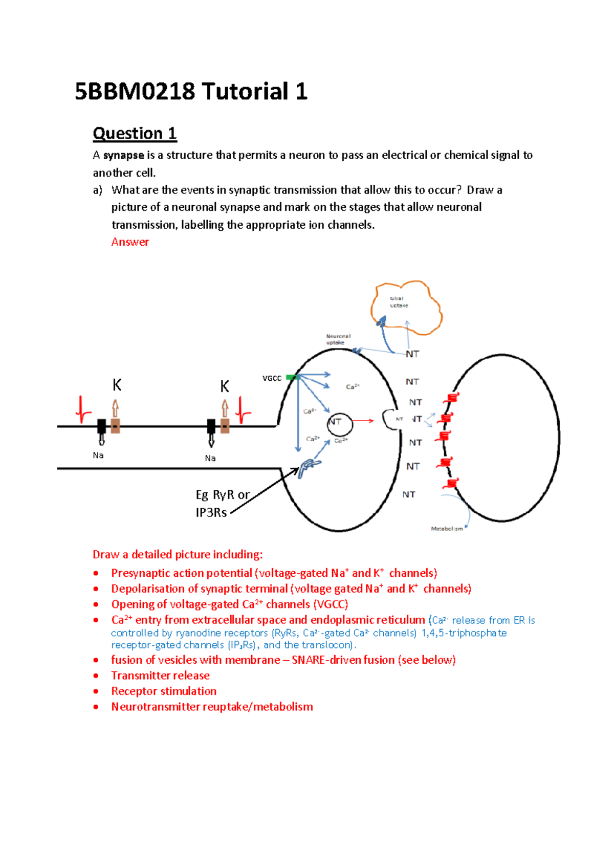 5BBM0218 Tutorial 1: Synaptic Transmission & Electrophysiology Insights ...
