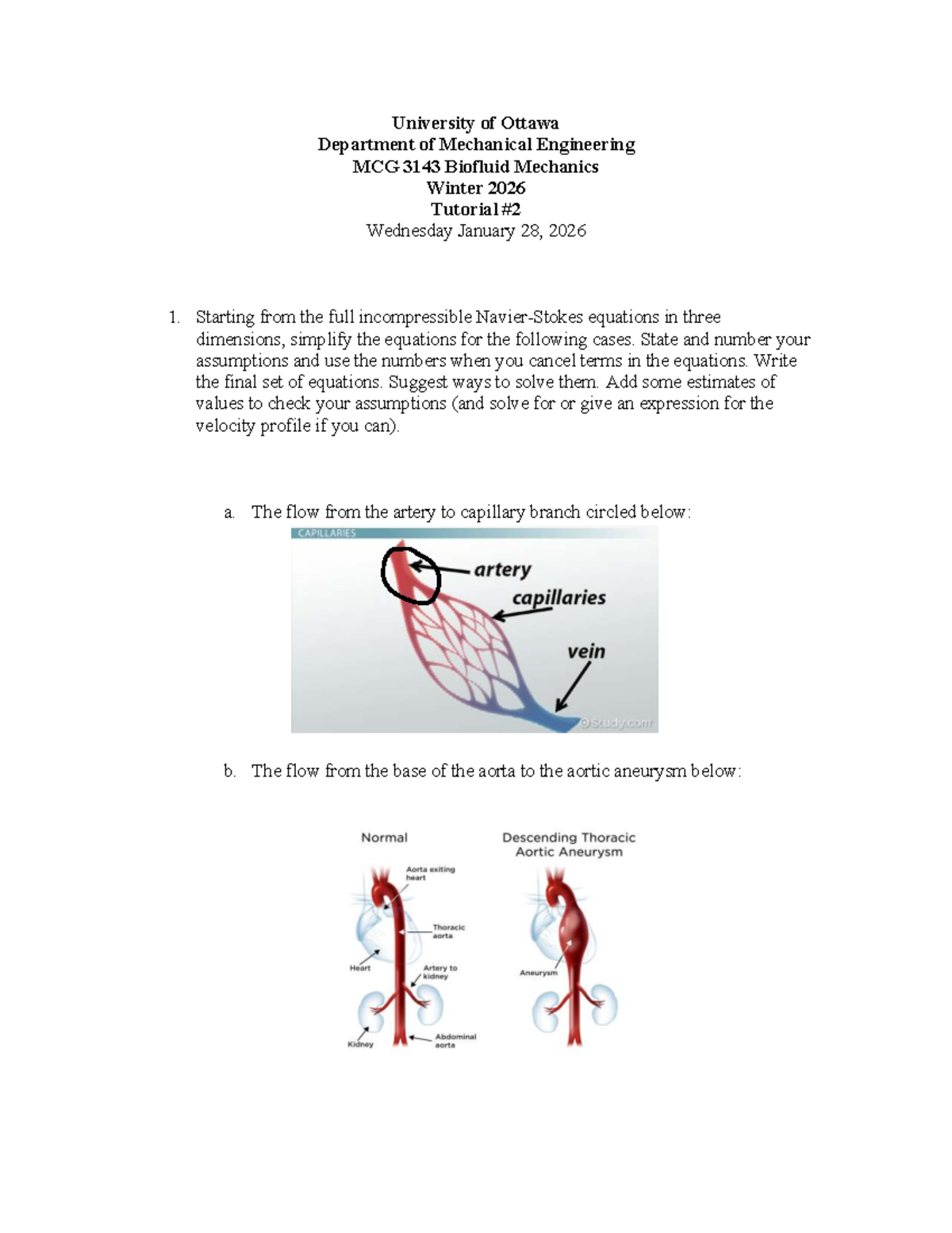 MCG 3143 Biofluid Mechanics Tutorial - January 28, 2026 - Studocu