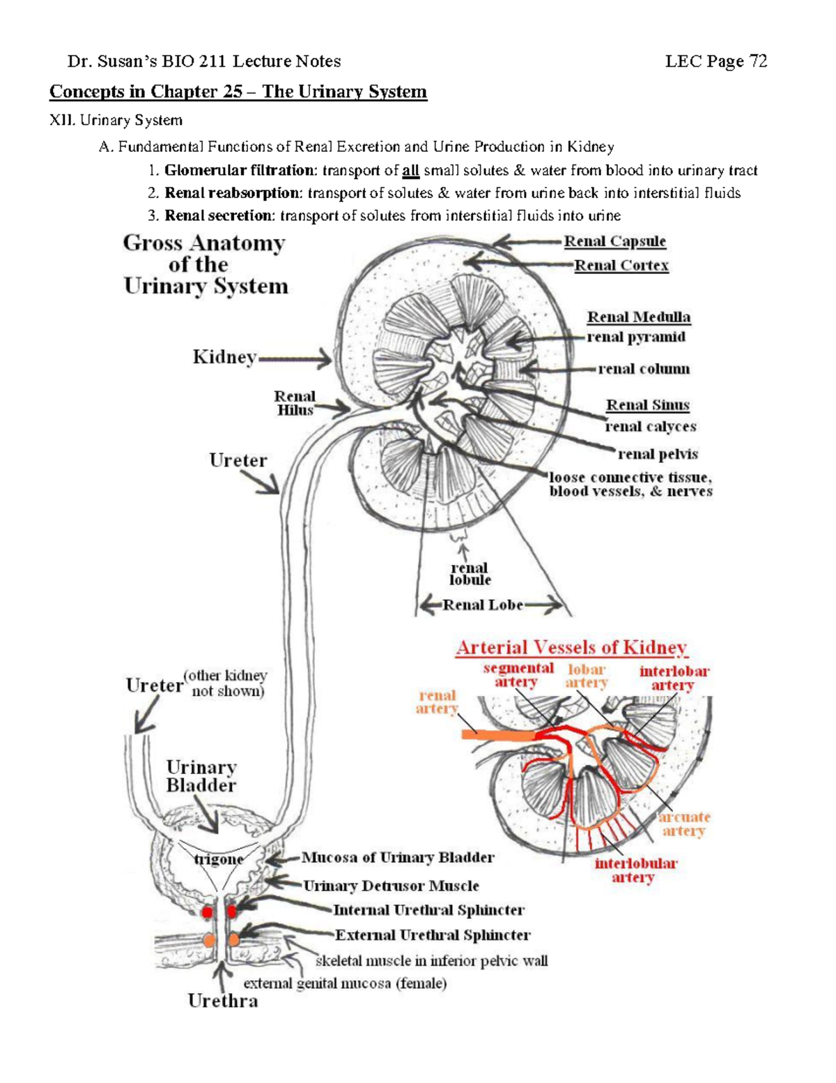 2022fa BIO 211 LEC Notes - Chapter 25: The Urinary System Concepts ...